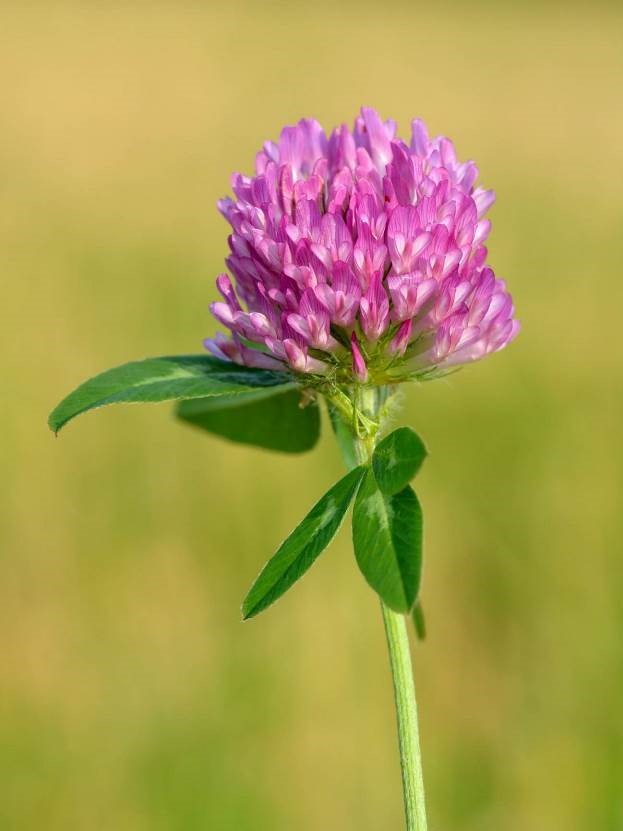 Red Clover for Testosterone – Supplements in Review