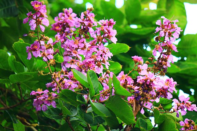 What are the benefits of the banaba leaf?