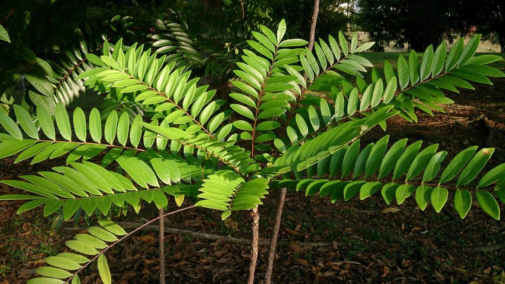 Tongkat_Ali_(Eurycoma_longifolia)_1