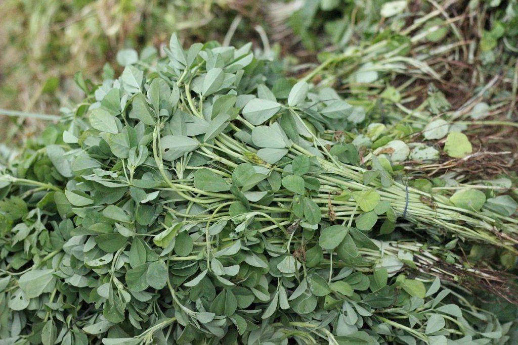 Fenugreek plant, one of many natural T-boosters. By Malyadri (Own work) [CC BY-SA 3.0], via Wikimedia Commons