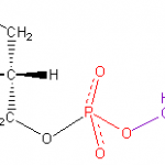 Phosphatidyl-Serine