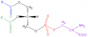 Phosphatidyl-Serine