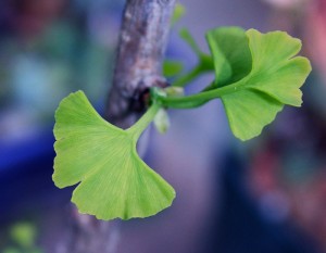 gingko coming back to life