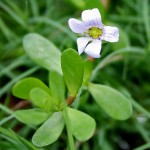 Bacopa_monnieri_W_IMG_1612