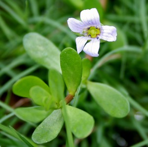 Bacopa_monnieri_W_IMG_1612