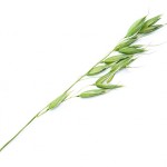 Green oat isolated on white background