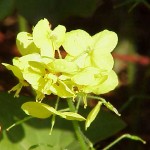 Epimedium_pinnatum-test