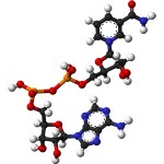 NADH-nootropic