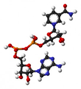 NADH-nootropic