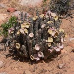 hoodia-gordonii-fat-burner