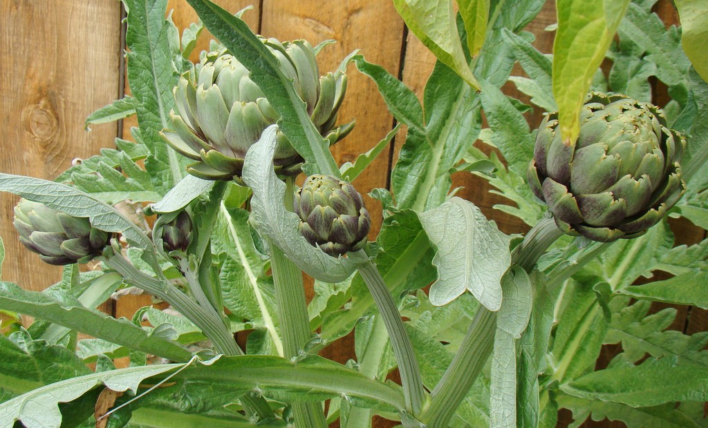 Artichokes are actually edible flowers, shown on the stem in this image by Janet Hudson licensed under CC by 2.0