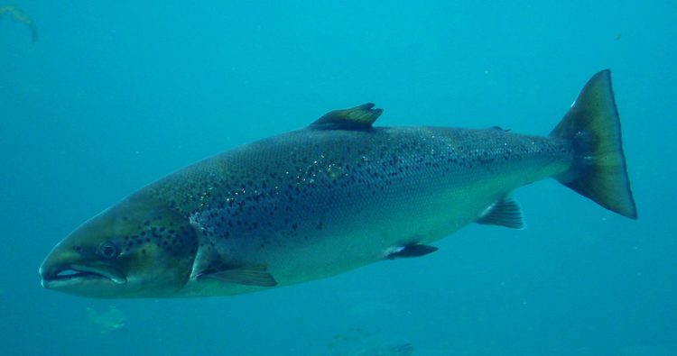 Atlantic Salmon is the best natural DHA source, supplying 1.825 g of EPA+DHA per 3 oz. serving. Wild Atlantic Salmon, like this guy, supplies more DHA and Omega-3s than farmed salmon.