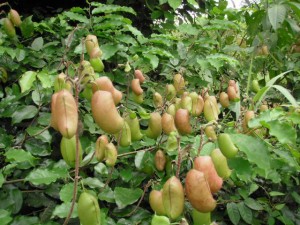 5-HTP is sourced from the seeds of an African shrub called Griffonia simplificolia. This image shows the shrub's seed-pods. Image by Tiago Bahi (Own work) [CC BY 3.0], via Wikimedia Commons