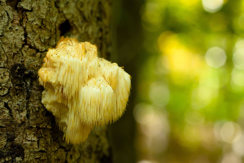 By Melissa McMasters from Memphis, TN, United States (Lion's mane mushroom) [CC BY 2.0], via Wikimedia Commons