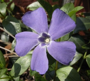 Vinpocetine is synthesized from Vinca minor plant, commonly known as Periwinkle. By Vulkano , Uwe Horst Friese , Bremerhaven (Own work) [CC BY-SA 3.0], via Wikimedia Commons