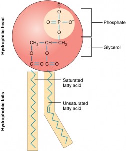 0301_Phospholipid_Structure