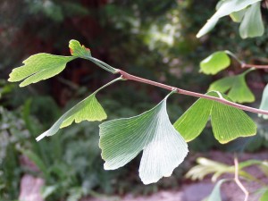 This image shows the "bi-lobe" appearance of ginkgo leaves that gives the species its "biloba" name. By Júlio Reis (User:Tintazul) (Original File) [CC BY-SA 2.5], via Wikimedia Commons