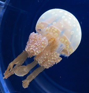 Apoaequorin is the only nootropic known that is sourced from jellyfish. Image by Oilstreet (Own work) [GFDL, CC-BY-SA-3.0 or CC BY 2.5], via Wikimedia Commons