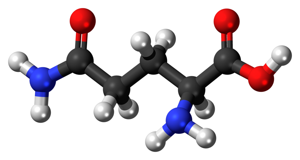 LGlutamine as a Post Workout Supplements in Review