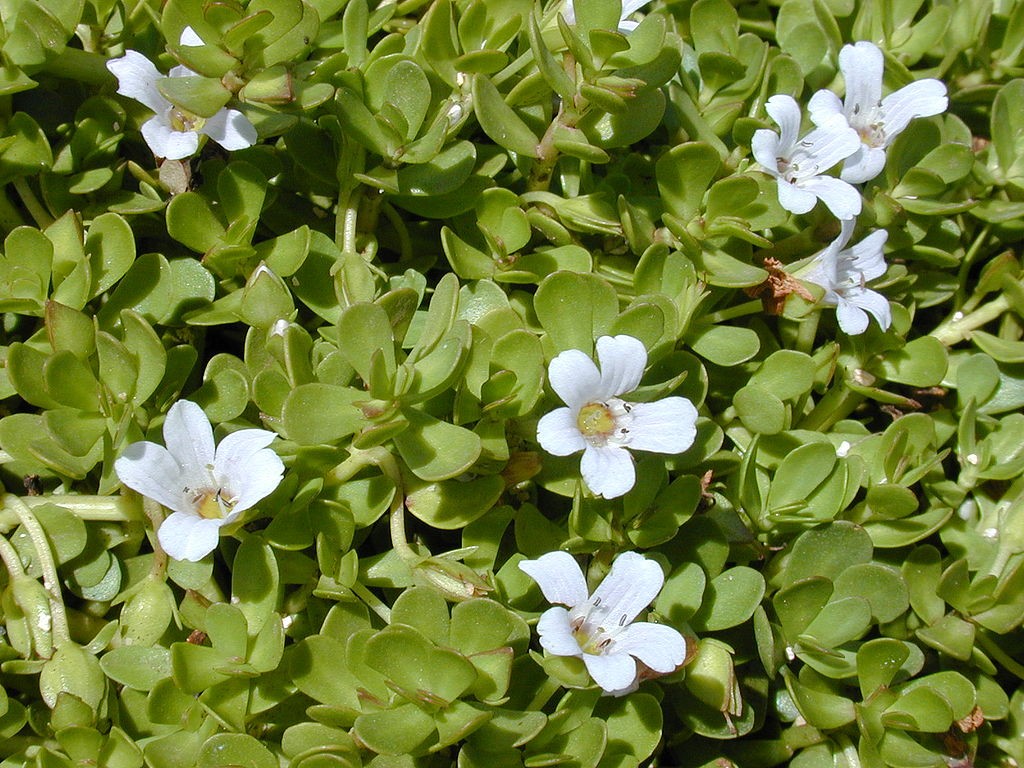 bacopa monnieri