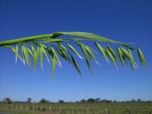 Avena_sativa_flowerhead1_(6951239703)_(2)