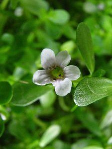 By David Eickhoff from Pearl City, Hawaii, USA (Bacopa monnieriUploaded by Tim1357) [CC BY 2.0], via Wikimedia Commons