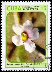 Bacopa is significant all over the world. CIRCA 1974: A Stamp printed in CUBA shows image of a "Bacopa monnieri", from the series "Wildflowers."