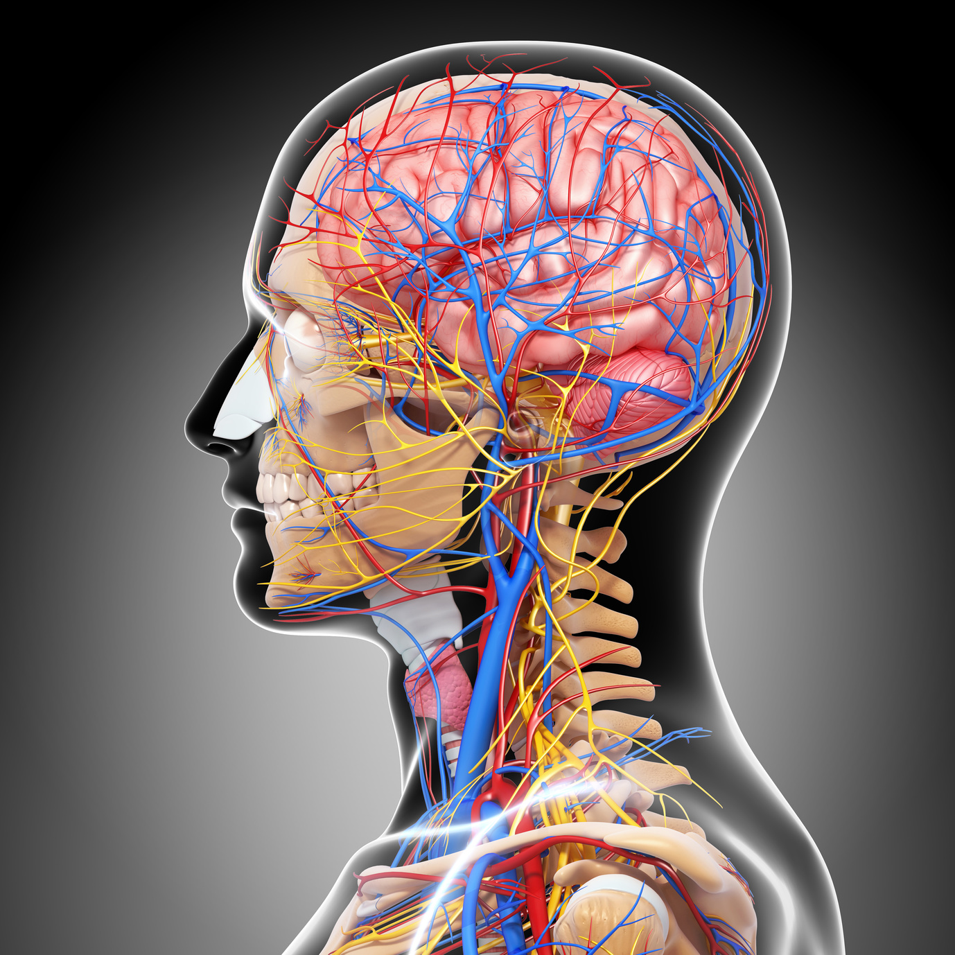 Голова головной мозг шея. Кровеносные сосуды мозга. Кровеносная система головы.