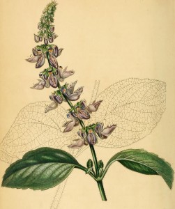 Coleus forskohlii illustration circa 1841. By Internet Archive Book Images [No restrictions], via Wikimedia Commons