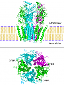 This image depicts GABA binding to receptor sites. By Boghog2 (Own work) [Public domain], via Wikimedia Commons
