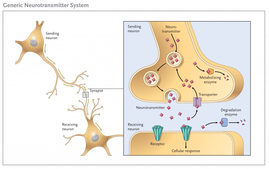 Generic neurotransmitter diagram. By NIDA(NIH) [Public domain], via Wikimedia Commons