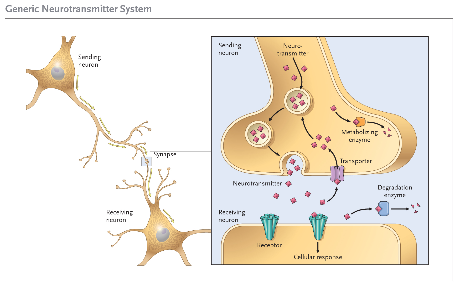 what-are-neurotransmitters-and-how-can-i-make-mine-better