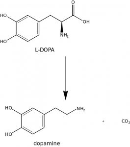 The reaction from L-DOPA to Dopamine.