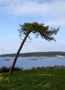 Maritime Pine tree. By Alvesgaspar (Own work) [CC BY-SA 4.0], via Wikimedia Commons