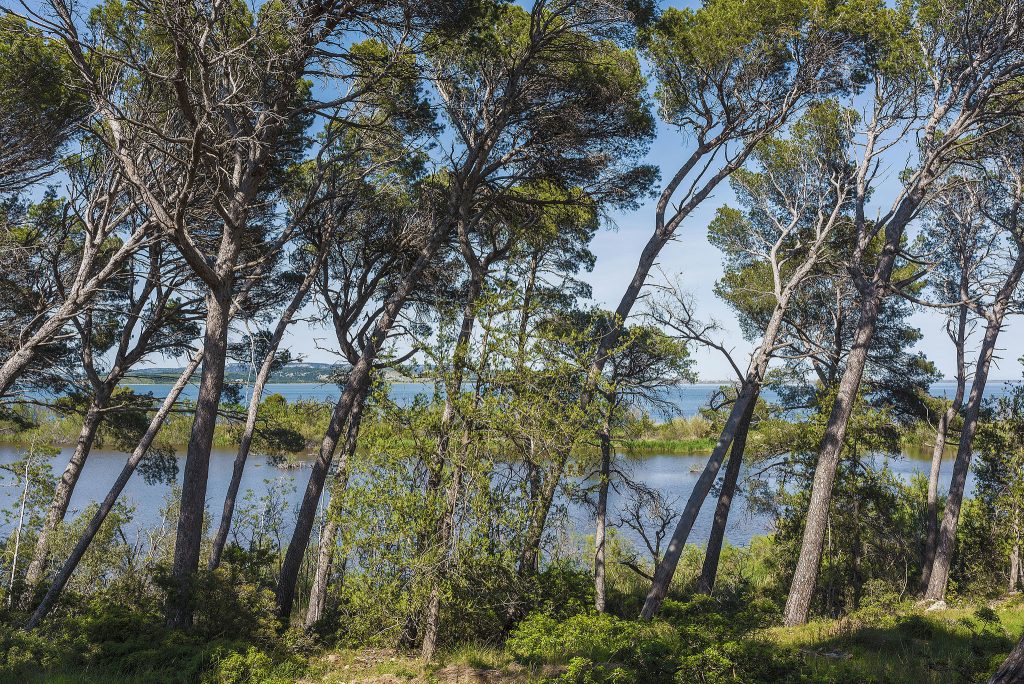 Coastal pine trees, like the windswept examples shown here, are believed to develop bark with stronger antioxidant activity, to better cope with their harsh, salty environment. By Christian Ferrer (Own work) [CC BY-SA 3.0], via Wikimedia Commons