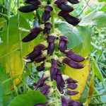 Mucuna pruriens