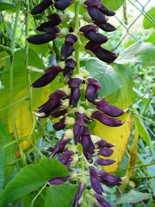 Mucuna pruriens