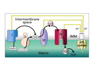 NADH is a necessary precursor in the bioenergetic processes that yield ATP energy. By VectorVictor (Own work) [CC BY-SA 3.0], via Wikimedia Commons