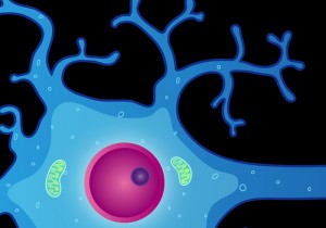 ALA may fight free radicals throughout the brain cell, including in cell membranes. Brain cell image via National Institutes of Mental Health.