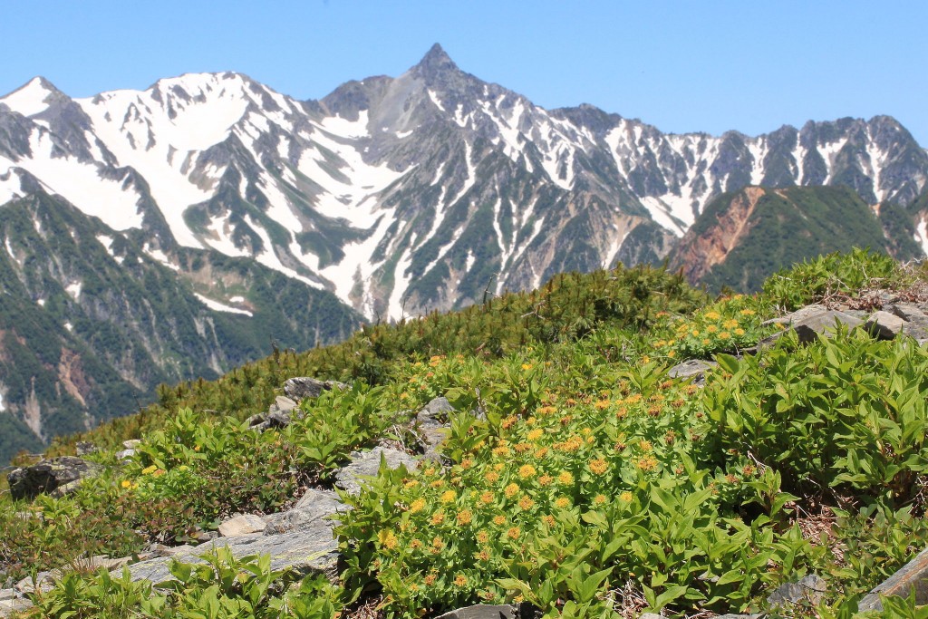 Rhodiola thrives in harsh, high-altitude conditions.By Alpsdake (Own work) [CC BY-SA 4.0], via Wikimedia Commons