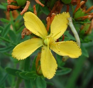 The black dots on St. John's Wort flowers are actually hypericin glands. By U.S. Fish and Wildlife Service Headquarters [CC BY 2.0], via Wikimedia Commons