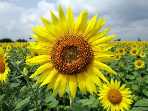 Sunflower-derived PS is the new popular alternative to soy-derived PS.