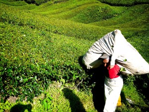 Green tea field in the Malaysia... That's a LOT of L-Theanine.