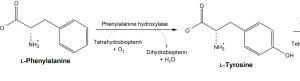 The brain converts phenylalnine to tyrosine, which is then used to make catecholamine neurotansmitters.