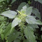 stingingnettle