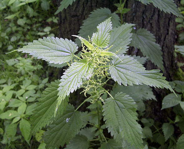 Stinging Nettle for Testosterone - Supplements in Review