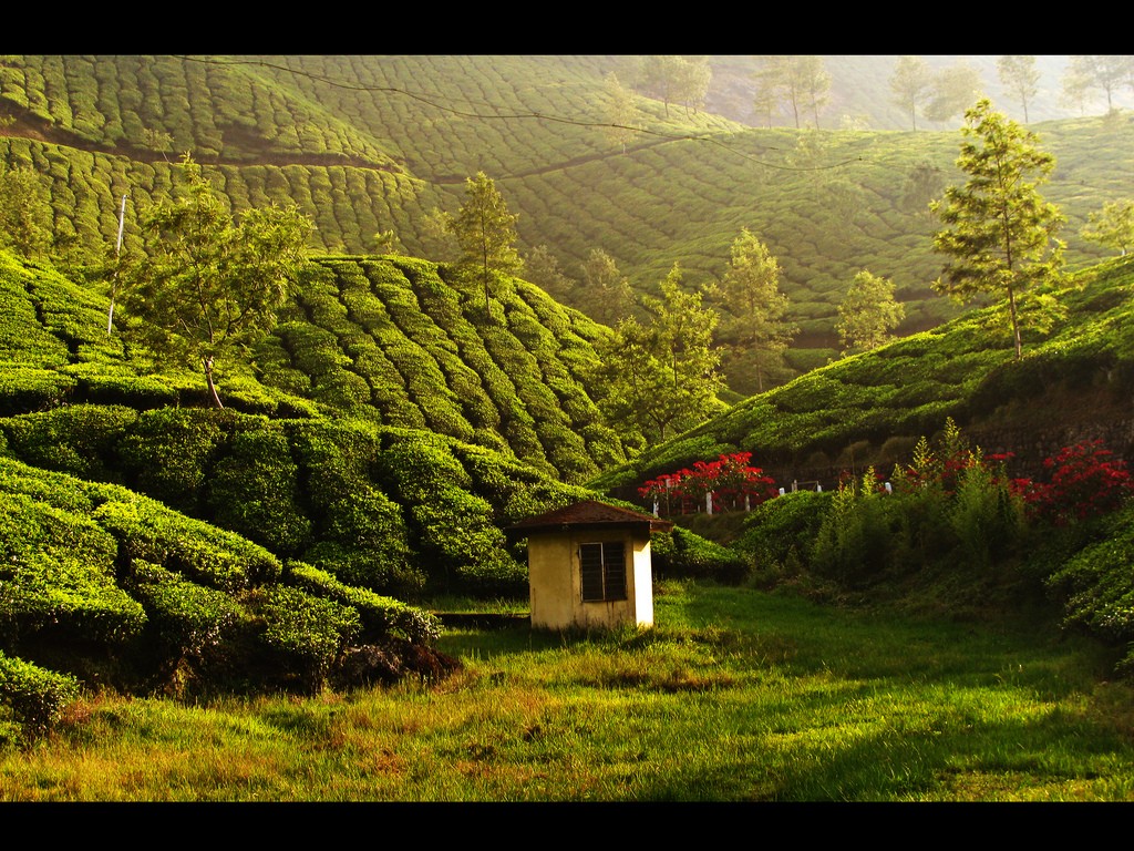 A tea estate in Munnar, India. Image by Manu N G licensed under CC by 2.0