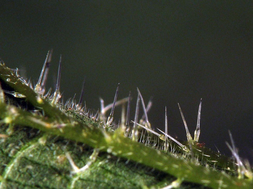 Closeup of Nettle's stinging hairs. By Jerome Prohaska (Own work) [GFDL, CC-BY-SA-3.0 or FAL], via Wikimedia Commons