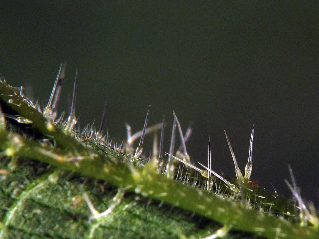 stinging-nettle-free-stock-photo-public-domain-pictures