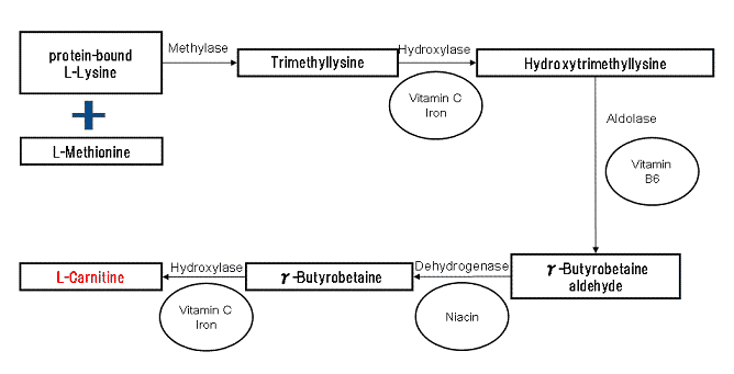 This chart illustrates carnitine biosynthesis, including cofactors like Vitamin C and Vitamin B6. By matsan5 (my own one) [Public domain], via Wikimedia Commons